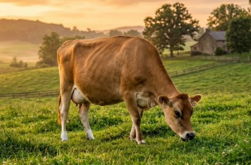 Jersy Cow breed in india