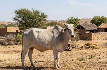 Tharparkar Cow breed in india