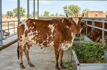 Rathi Cow breed in india